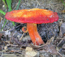 Hygrocybe miniata.